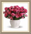 April Gardens Florist, 98 S U S Hwy 17-92, Apopka, FL 32703, (386)_668-9958